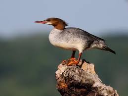 Attēlu rezultāti vaicājumam “Mergus merganser female”