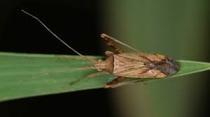Attēlu rezultāti vaicājumam “Phytocoris varipes”