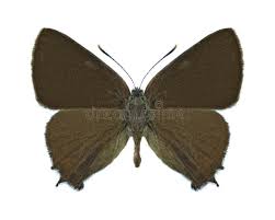 Attēlu rezultāti vaicājumam “Satyrium w-album underside”