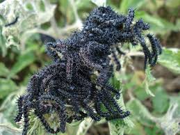 Attēlu rezultāti vaicājumam “Inachis io underside”