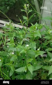 Attēlu rezultāti vaicājumam “Epilobium montanum flower”