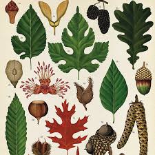 Attēlu rezultāti vaicājumam “Quercus robur leaf”