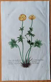 Image result for Trollblume