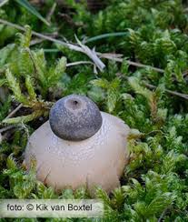 Attēlu rezultāti vaicājumam “Geastrum minimum”
