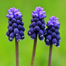 Attēlu rezultāti vaicājumam “Muscari neglectum flower”