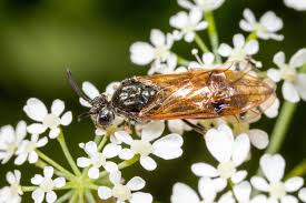 Attēlu rezultāti vaicājumam “Arge ustulata”