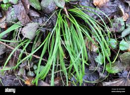 Attēlu rezultāti vaicājumam “Carex pilosa leaf”