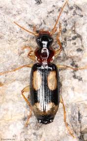 Attēlu rezultāti vaicājumam “Dromius quadrimaculatus”