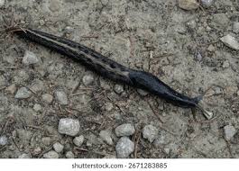 Attēlu rezultāti vaicājumam “Limax cinereoniger”