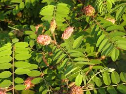Attēlu rezultāti vaicājumam “Robinia neomexicana flower”