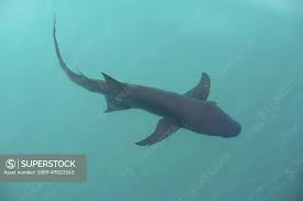 Image result for Nebrius ferrugineus