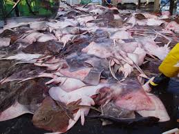 Image result for Dipturus laevis