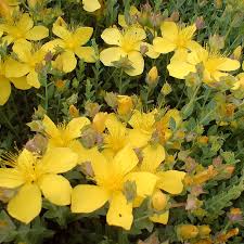 Image result for Johanniskraut