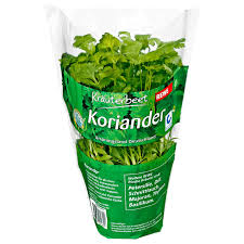 Image result for Koriander