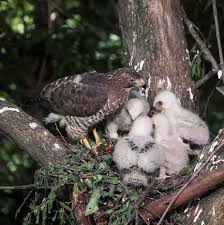 Attēlu rezultāti vaicājumam “Buteo buteo nest”