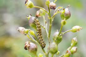 Attēlu rezultāti vaicājumam “Shargacucullia scrophulariae larva”