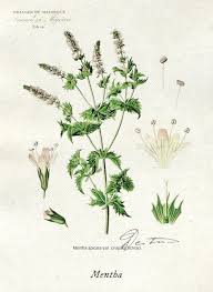 Attēlu rezultāti vaicājumam “Mentha spicata flower”
