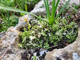 Attēlu rezultāti vaicājumam “Cladonia cornuta”