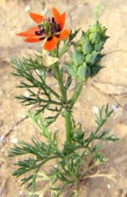 Image result for Adonis aestivalis