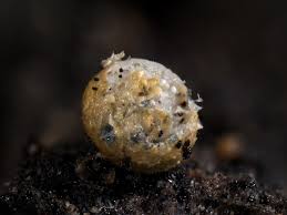 Attēlu rezultāti vaicājumam “Badhamia nitens macro”