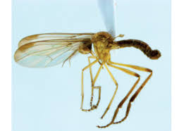 Attēlu rezultāti vaicājumam “Empididae”