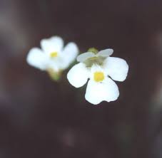 Attēlu rezultāti vaicājumam “Pinguicula alpina”