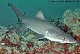 Image result for Odontaspis ferox