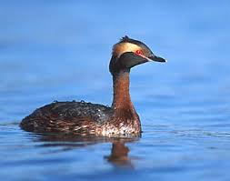 Image result for Podiceps auritus