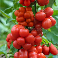 Afbeeldingsresultaat voor voyage tomato