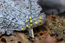 Attēlu rezultāti vaicājumam “Craterium aureum”