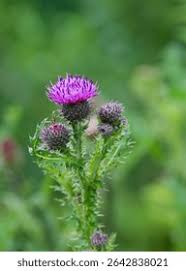 Attēlu rezultāti vaicājumam “Carduus crispus leaf”