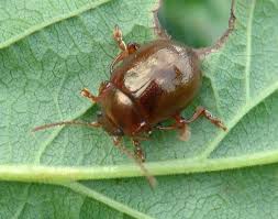 Attēlu rezultāti vaicājumam “Chrysolina staphylaea”