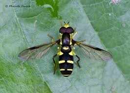 Attēlu rezultāti vaicājumam “Xanthogramma sp.”