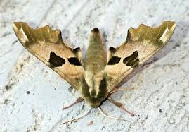 Attēlu rezultāti vaicājumam “Mimas tiliae”