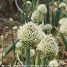 Résultat de recherche d'images pour "Allium fistulosum"