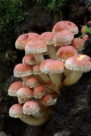 Attēlu rezultāti vaicājumam “Hypholoma lateritium”