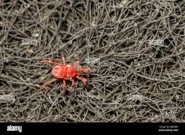 Attēlu rezultāti vaicājumam “Bryobia praetiosa”