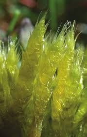 Attēlu rezultāti vaicājumam “Brachythecium albicans”