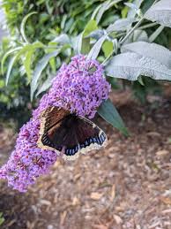 Attēlu rezultāti vaicājumam “Nymphalis antiopa upperside”