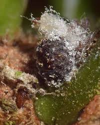 Attēlu rezultāti vaicājumam “Adelges laricis nymph”