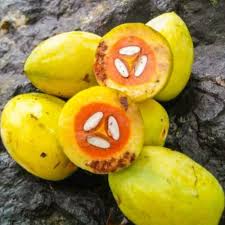 Attēlu rezultāti vaicājumam “Galium schultesii fruit”