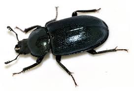 Attēlu rezultāti vaicājumam “Platycerus caraboides”