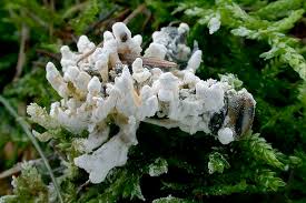 Attēlu rezultāti vaicājumam “Cordyceps farinosa”