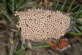 Attēlu rezultāti vaicājumam “Orgyia antiqua”