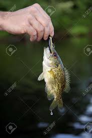 Image result for Micropterus dolomieu