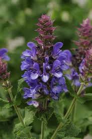 Attēlu rezultāti vaicājumam “Salvia nemorosa”
