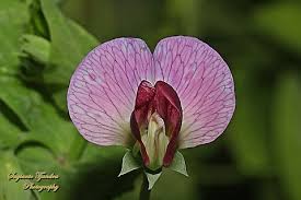 Attēlu rezultāti vaicājumam “Pisum sativum flower”