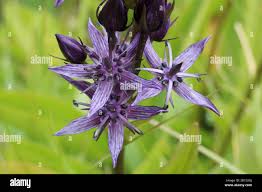 Attēlu rezultāti vaicājumam “Swertia perennis”