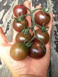 Afbeeldingsresultaat voor black cherry tomato