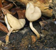 Attēlu rezultāti vaicājumam “Helvella elastica”